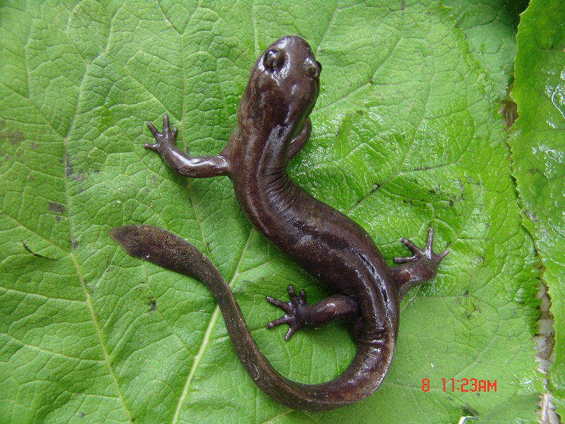 水城拟小鲵Pseudohynobius shuichengensis Tian,Li Gu